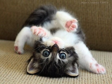 ¡ �ɯʎdʞ �� ʞɐʞ 'ɐ�ɔɐdʞǝdu q�ε��