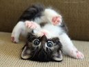¡ �ɯʎdʞ �� ʞɐʞ 'ɐ�ɔɐdʞǝdu q�ε��