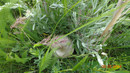 ���������� #2149132