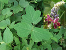  ����� (Pueraria lobata)