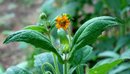 ���� (Smallanthus sonchifolius)