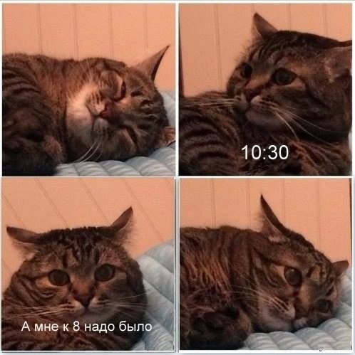 ���������� #2161409