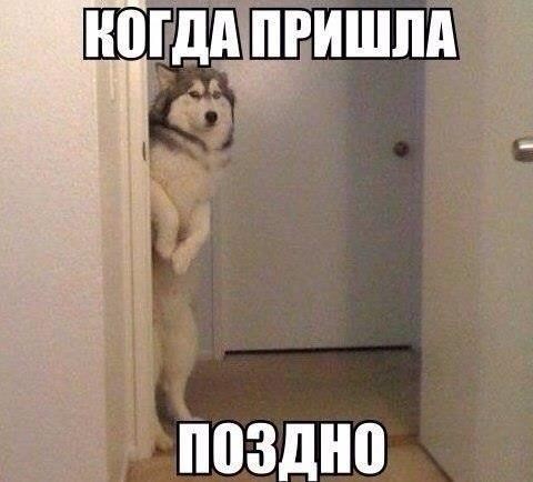 ���������� #2162532
