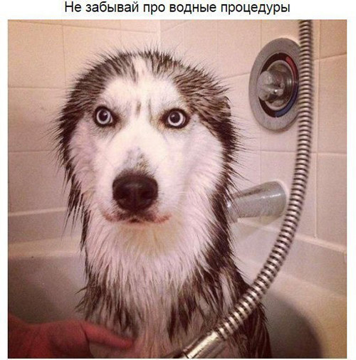 ���������� #2164015