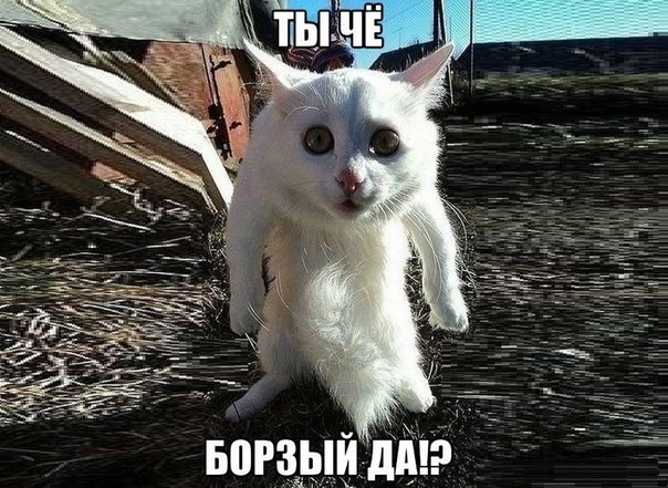 ���������� #2164069