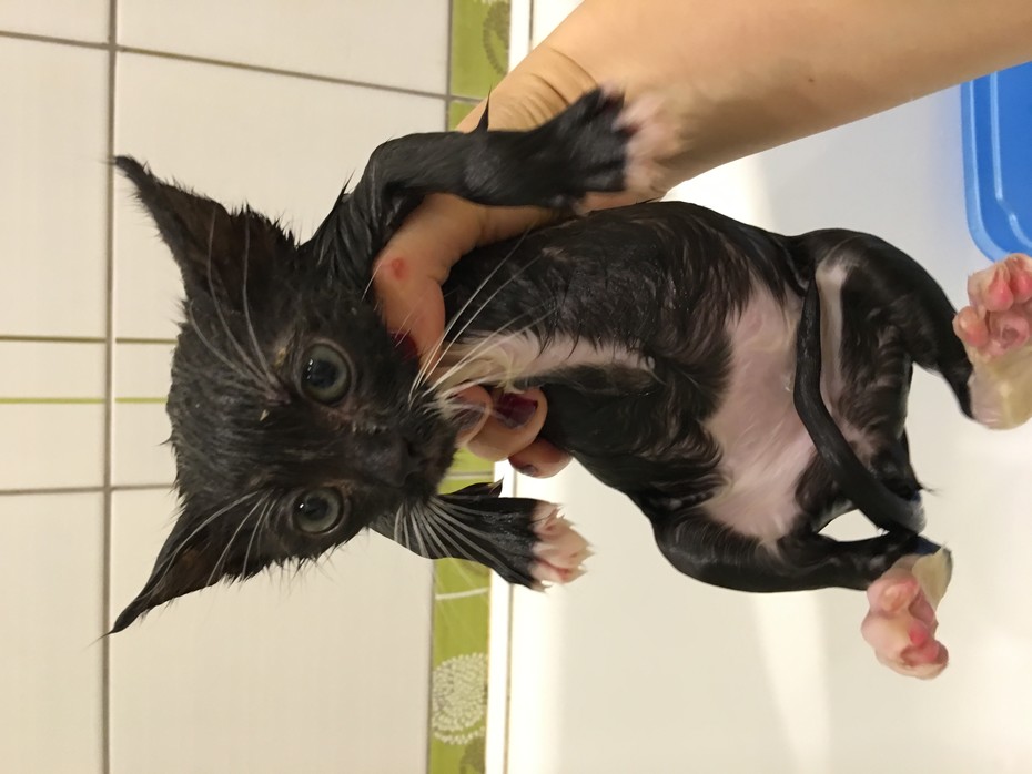 ������ �������, ������� 1 ���
