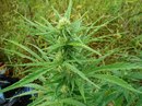 Easy Sativa (Nucleon), Outdoor, 56��, 08.2013