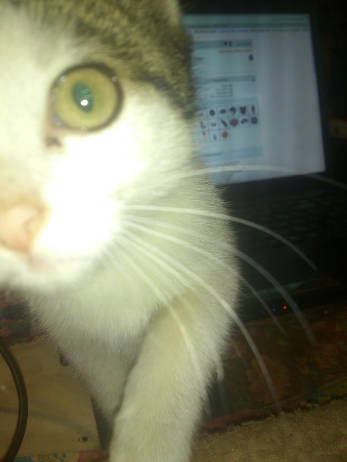 ���������� �� �������� �����  =^.^~