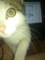 ���������� �� �������� �����  =^.^~