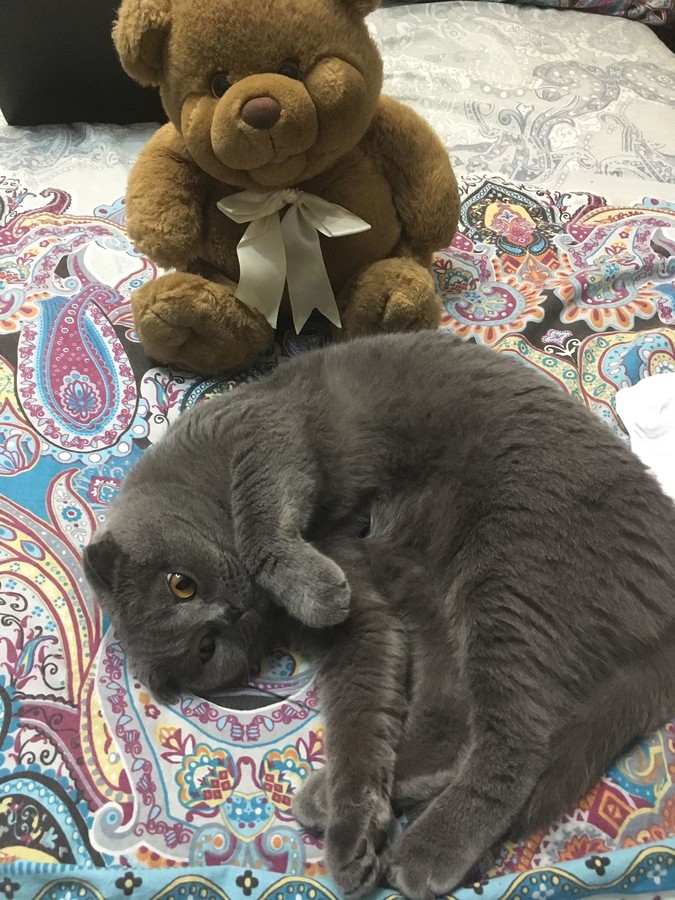 ���������� #2177315