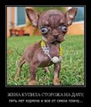 ���������� #2181300