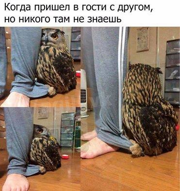���������� #2185546