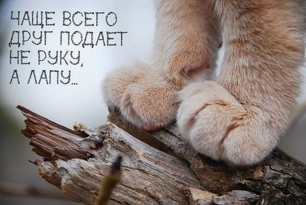 ���������� #2187336
