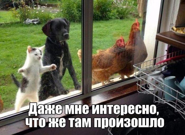 ���������� #2189075