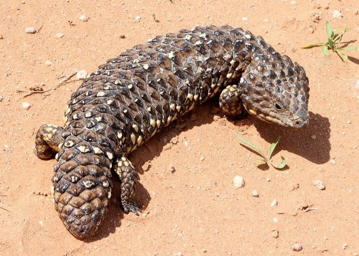 ������������� �������������� ����� Tiliqua rugosa.   ���������� � ����� ���� ��������, ������������ ������������ � ������ � ���������.
