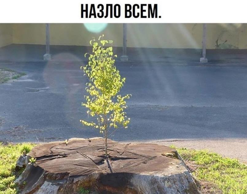 ���������� #2190988
