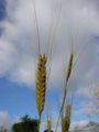Triticum monococcum  �����-������������, �������, Einkorn ������������, boeoticum ������������� �����