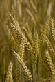 Triticum aestivum ������ �������