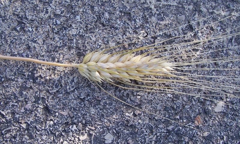 Triticum durum ������ �������