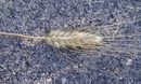 Triticum durum ������ �������