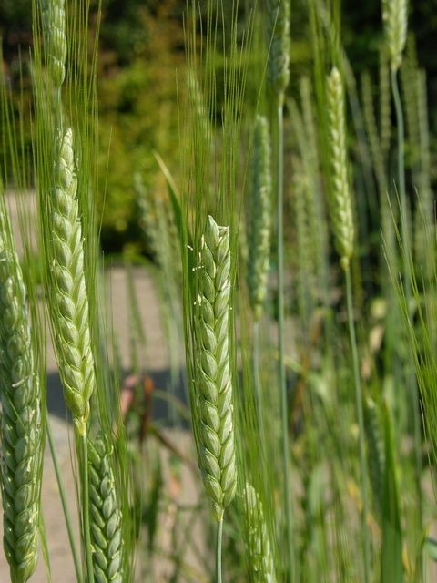 Triticum turgidum ������� ������
