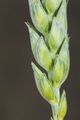 Triticum spelta (�����, �������� �������) ������������ � ������� ������, ������� �������, � ������� �������, ��������