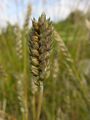 Triticum compactum ����������