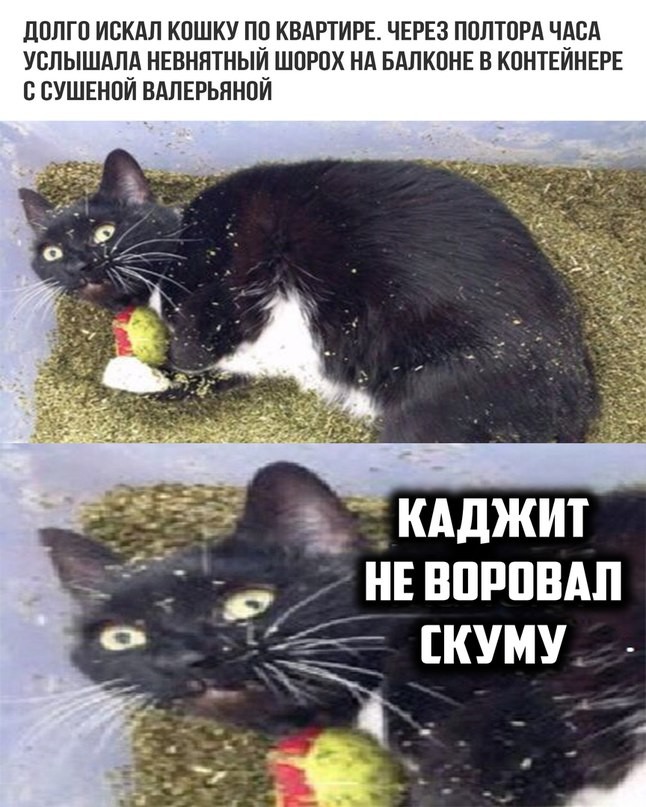 ���������� #2209825