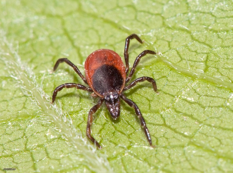 ��������� ����� Ixodidae