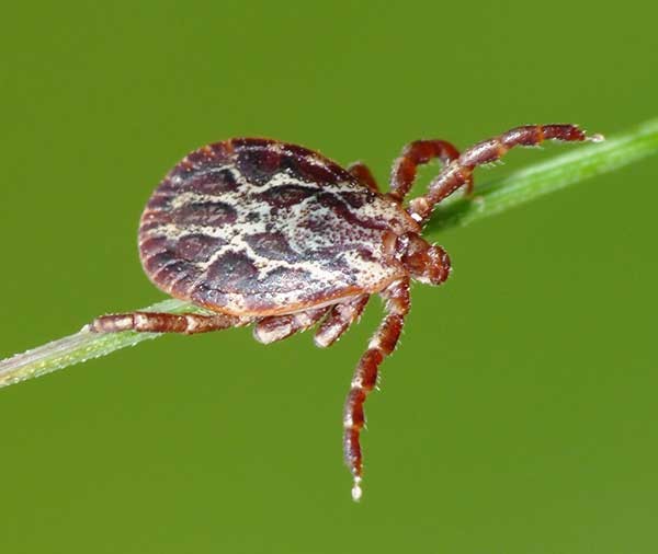 dermacentor marginatus ���������� ����