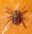 dermacentor reticulatus ������� ����