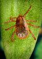 ���������� ������� ����. Rhipicephalus sanguineus