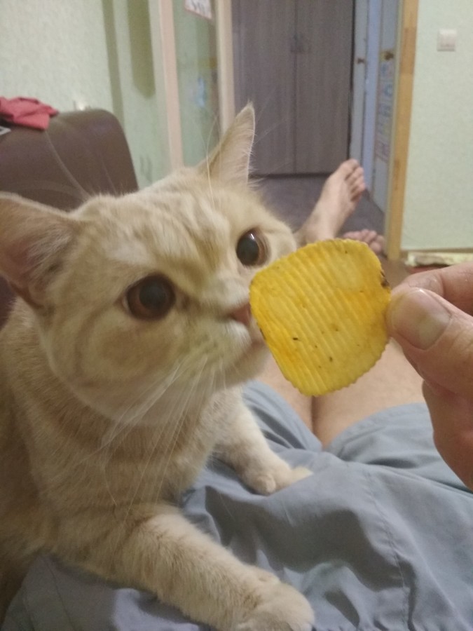 Chips