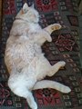 Sleep