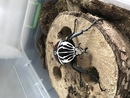 Goliathus goliatus