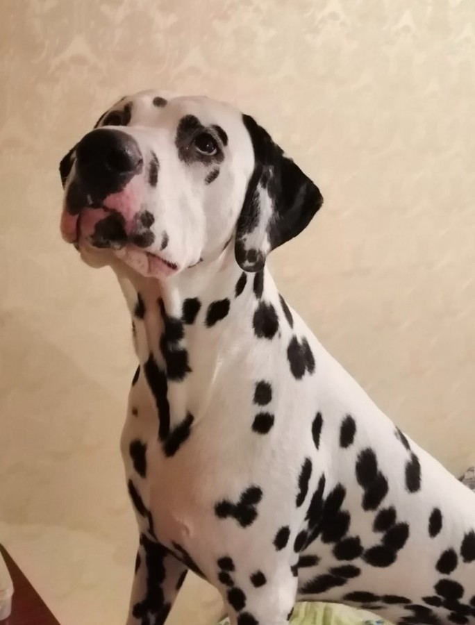 ���������� #2242439