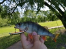 ����� ��������� ��������! Rigge slim 60ss �� �������� ZipBaits, ������� �������� �� ����� � ������ �������!