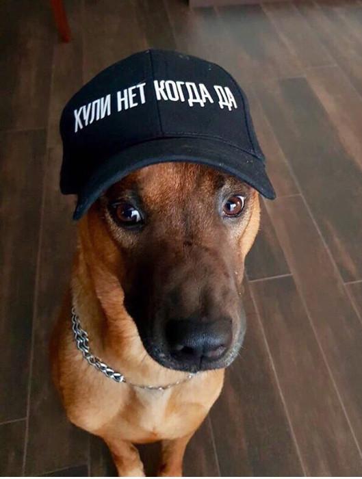 ���������� #2246567
