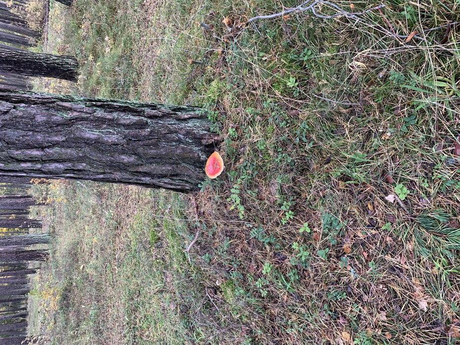 ���������� #2251849