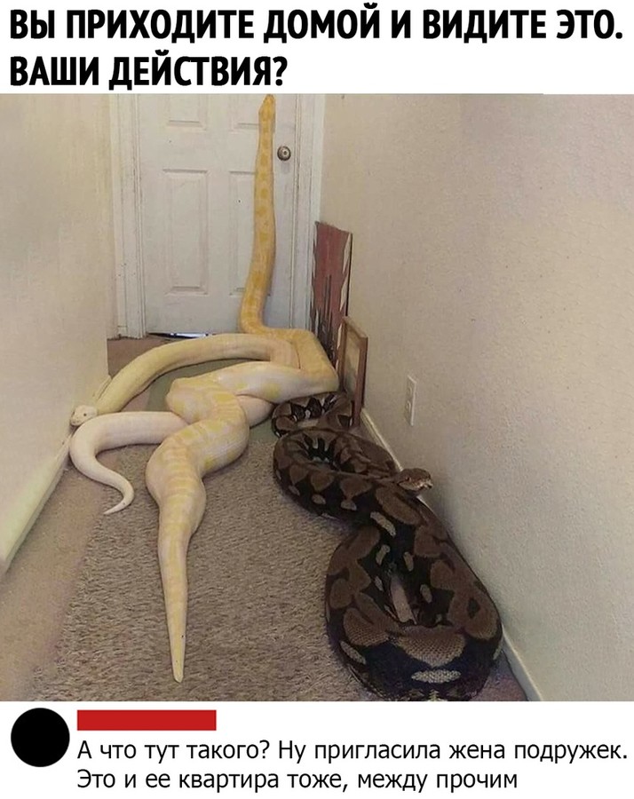 ���������� #2256737