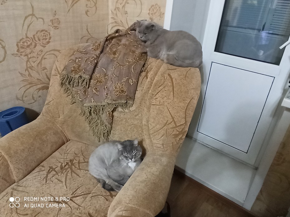 ������ �����