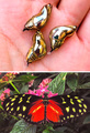 ������� ������� Tithorea tarricina �������� ��� ������� ���������