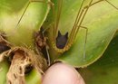  ��������� ���� � ��������� (Metagryne bicolumnata) � ���������, ������� �� ������ ������. �� �� �������, �� �� ������ � �� ������. ��� ���������� ���������� ��������.