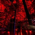 Rave