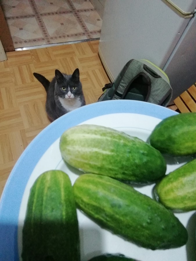 ���������� #2269699