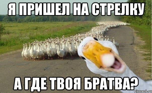 ���������� #2271204