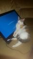 ���������� Windows ����������...