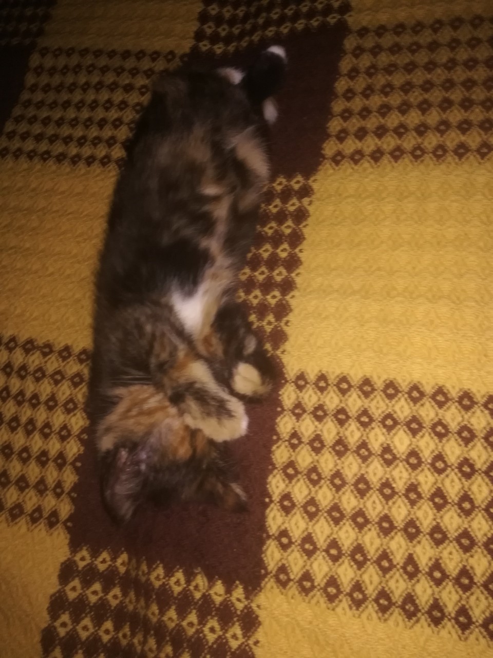 ���������� #2273936