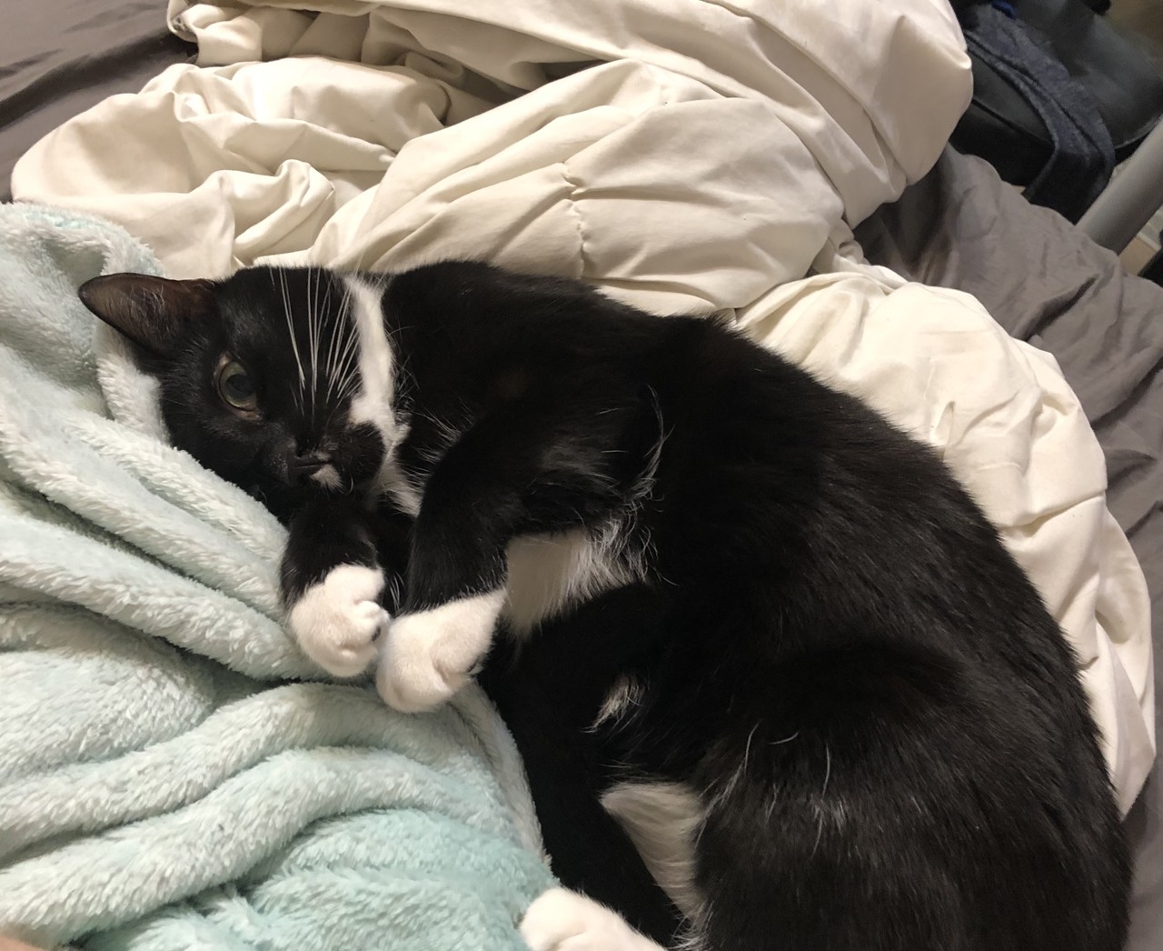 ���������� #2277777