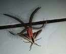 ������ ������ Creatonotos Gangis�.